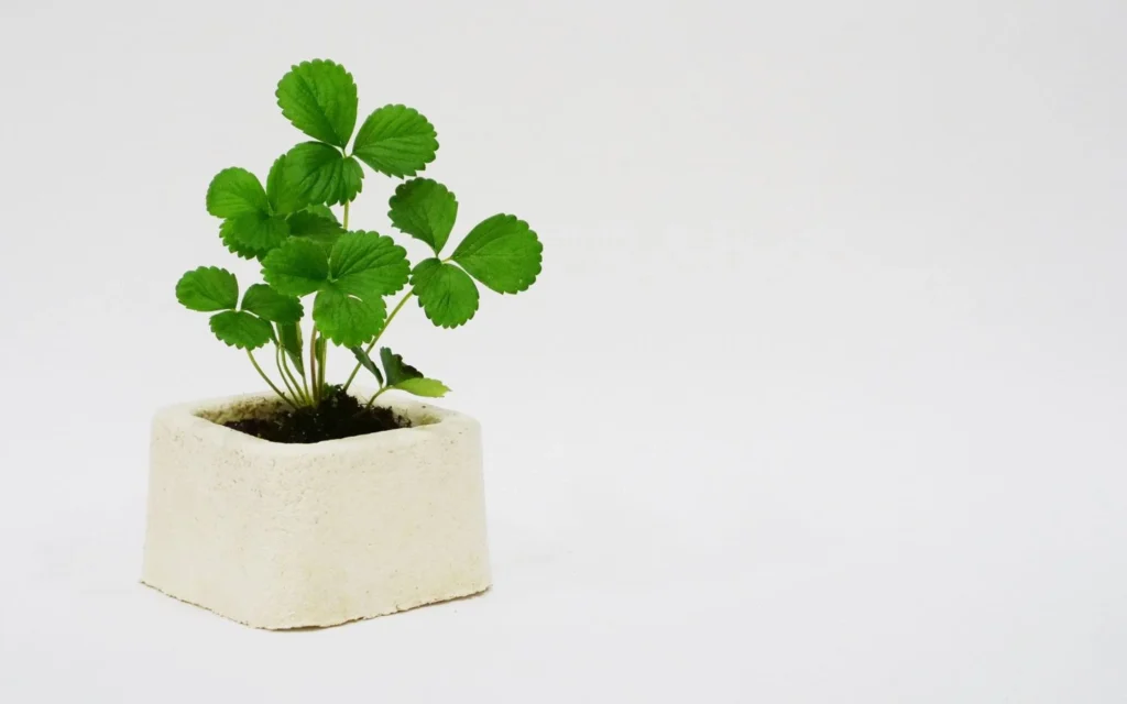 mycelium products